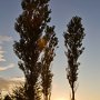<p align=left>Les couchers de soleil, toujours appréciés, celui-là àCaraquet, Nouveau-Brunswick